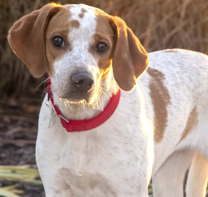 Photo of DAISY