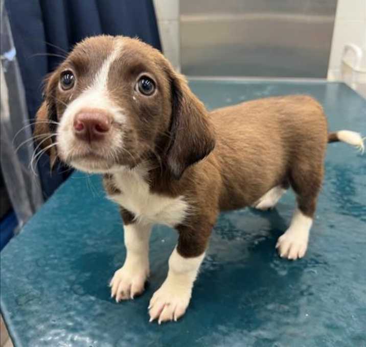 Photo of CINNAMON