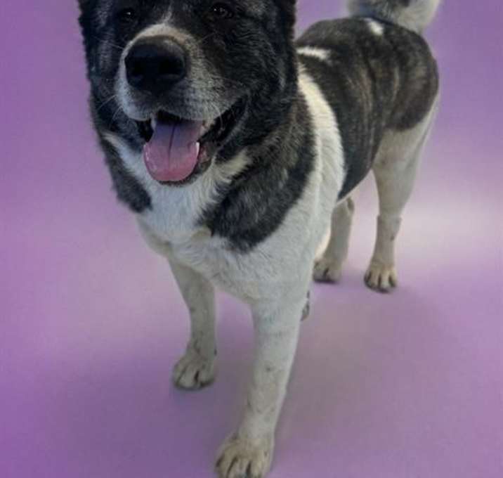 Photo of SASHA