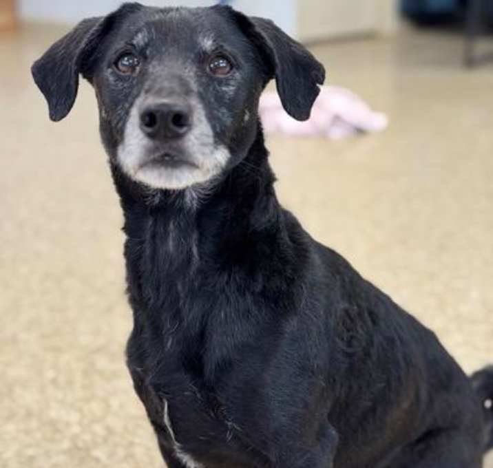Photo of Lucky