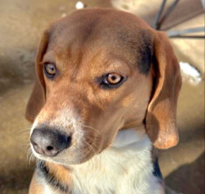 Photo of Bailey *Adopt or Foster*