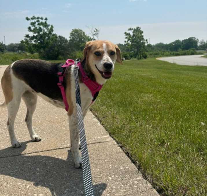 Photo of Bailey