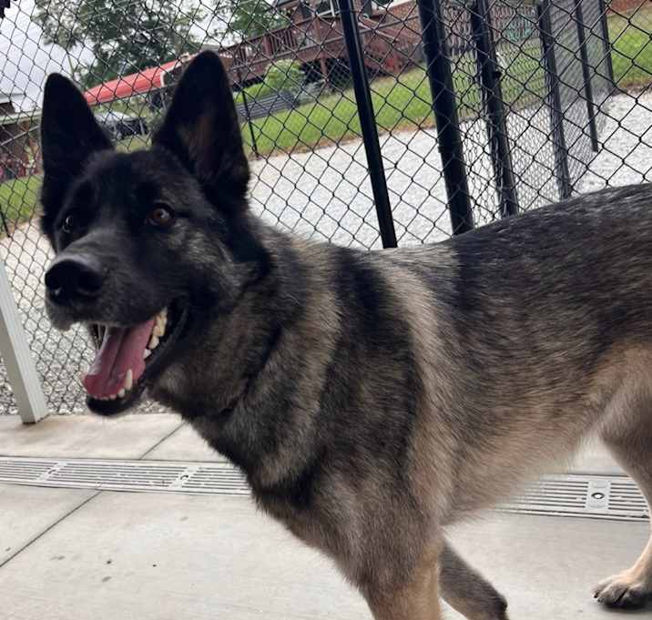 Photo of Mako