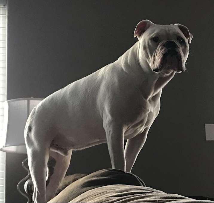 Photo of Rocky