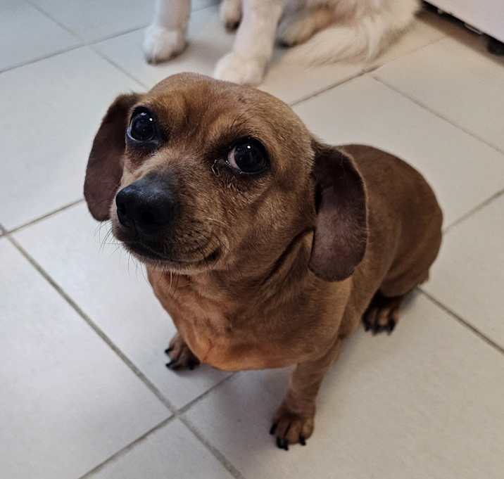 Photo of Tuppence