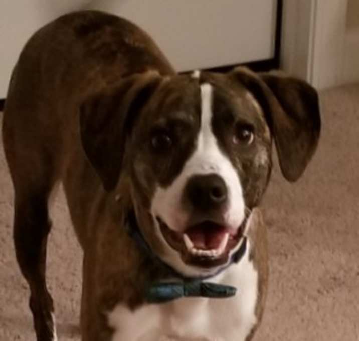 Photo of Ollie