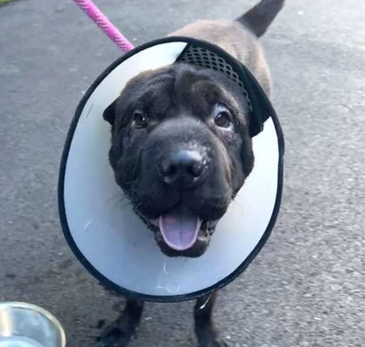 Photo of Knox