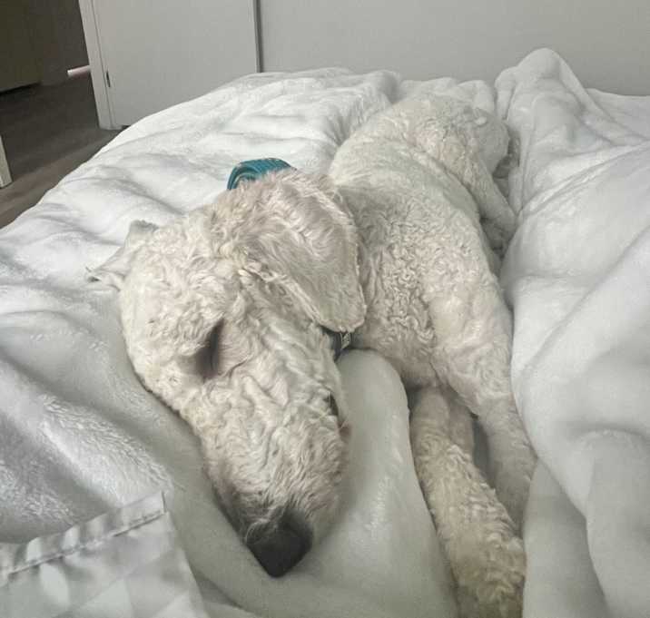Photo of Benji