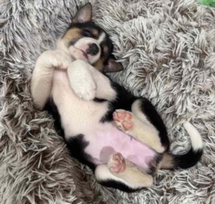 Photo of Sesame