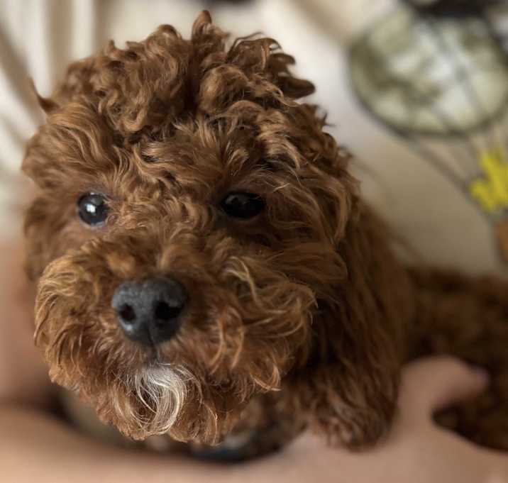 Photo of Kai