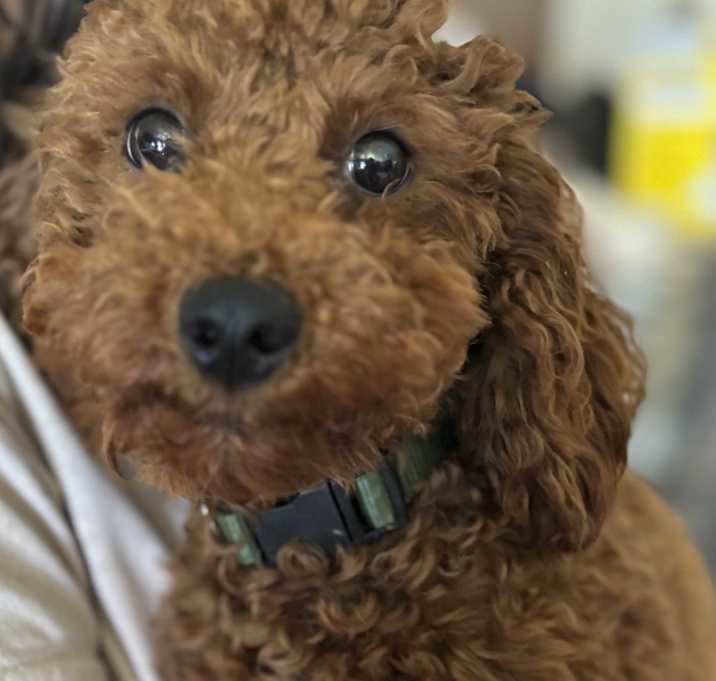Photo of Rusty