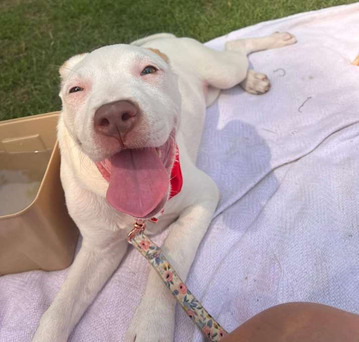 Photo of Marshmellow