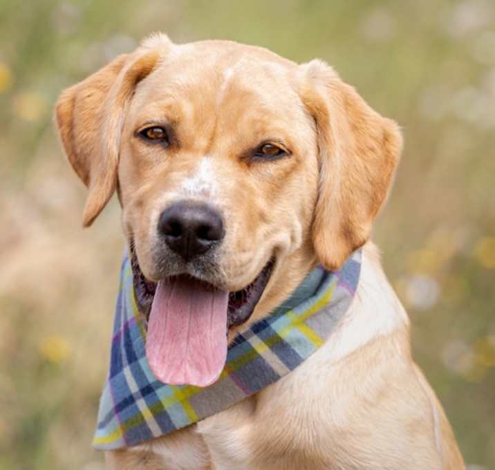 Photo of Banjo