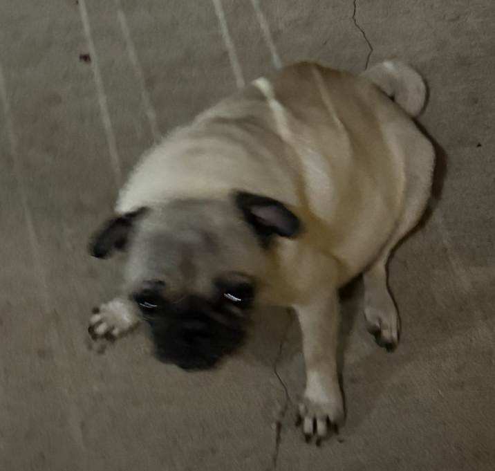 Photo of Cuca