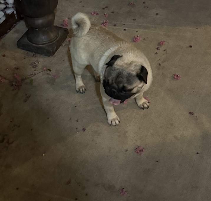 Photo of Cuco