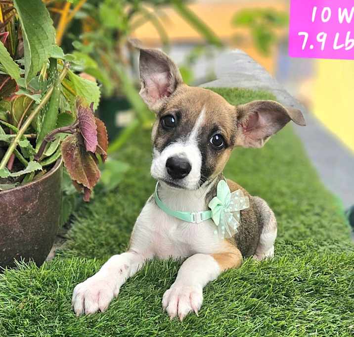Photo of GIA