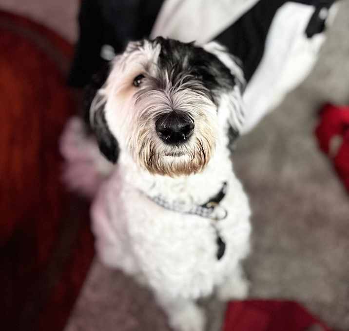 Photo of Aspen