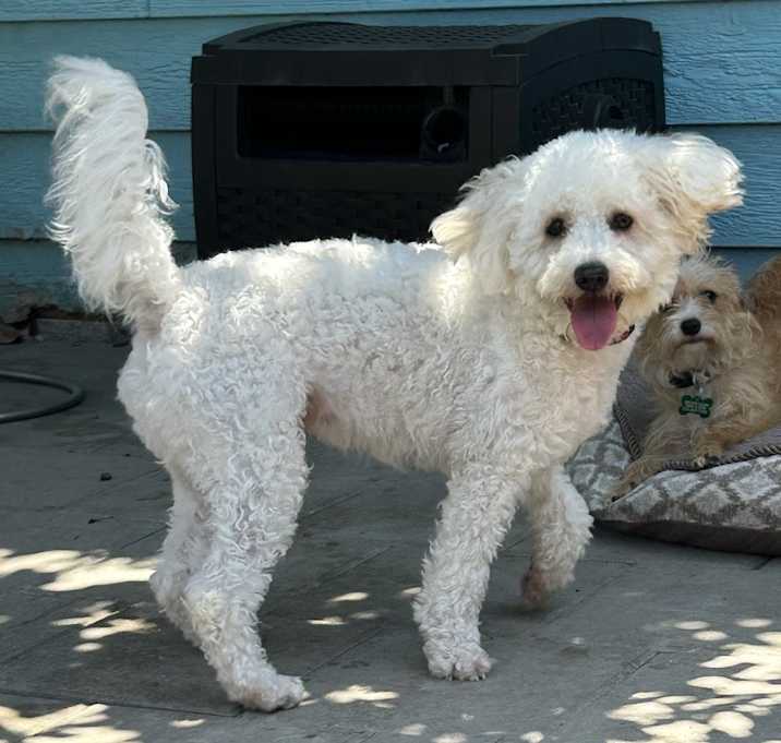 Photo of Sparky