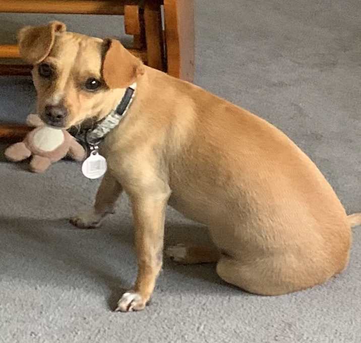 Photo of Nugget aka Montgomery