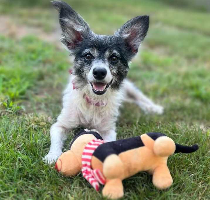 Photo of Cookie