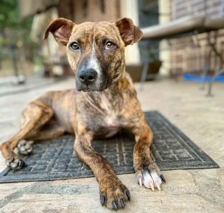 Photo of Charlie  FEMALE