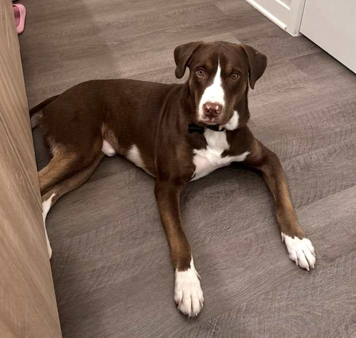 Photo of Moose