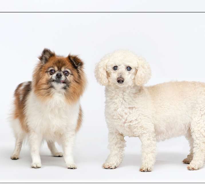 Photo of Ollie