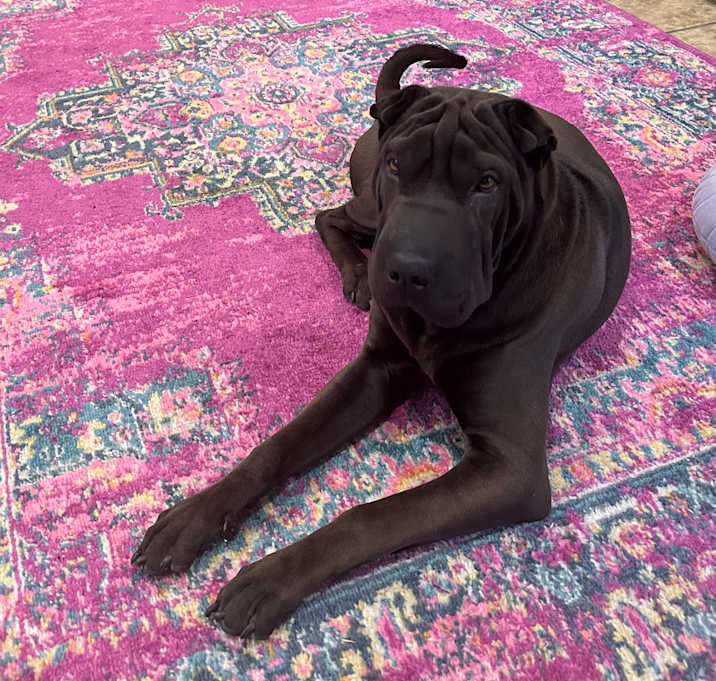 Photo of Bubba