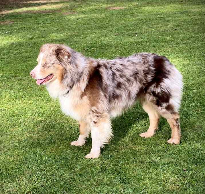 Photo of Dutch