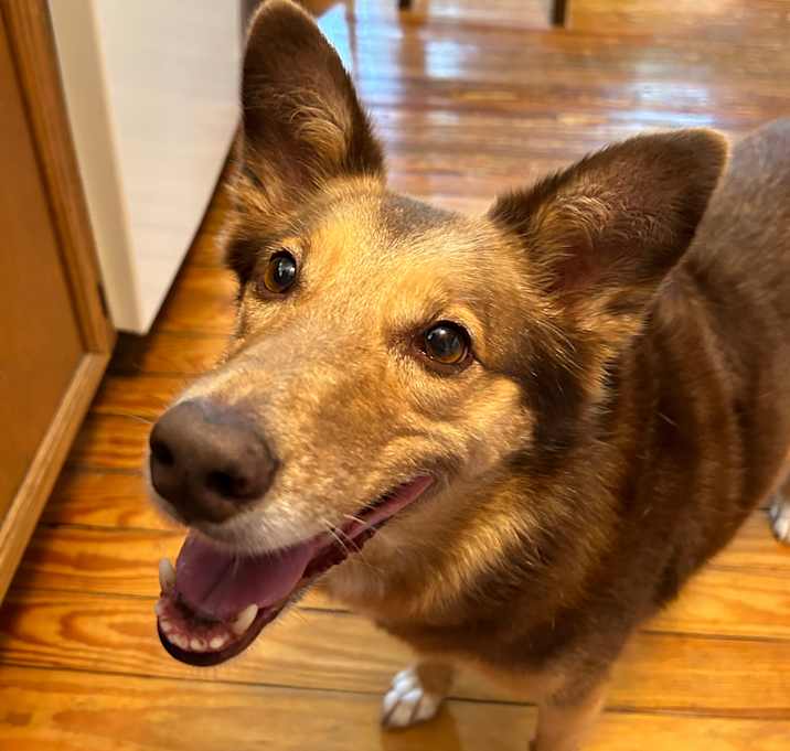 Photo of Sadie