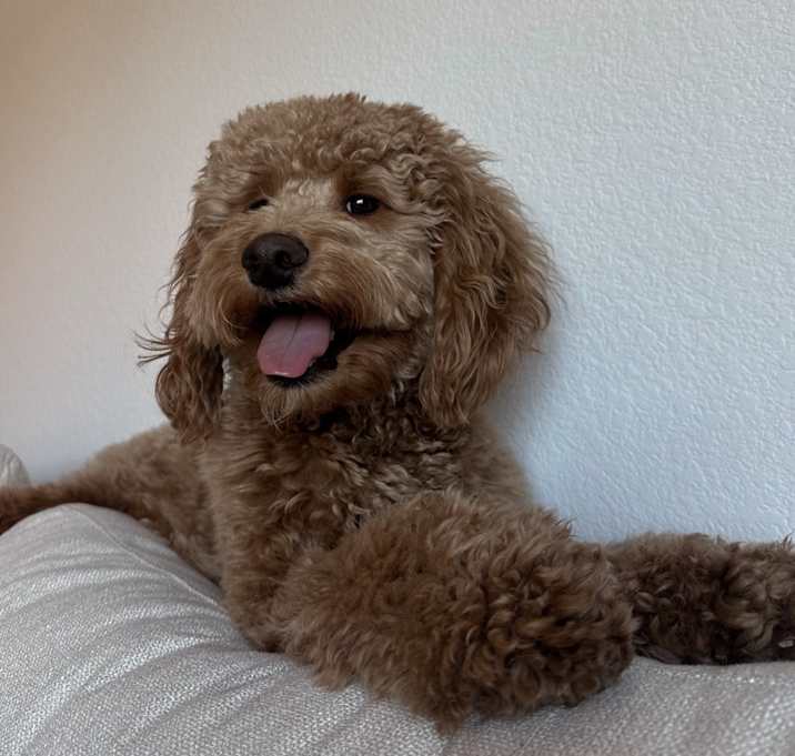Photo of Cooper