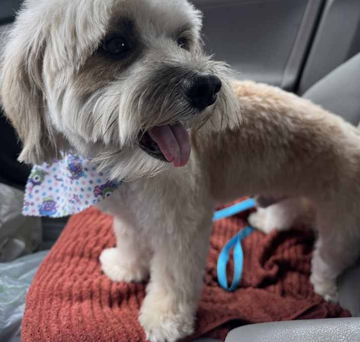 Photo of Milo