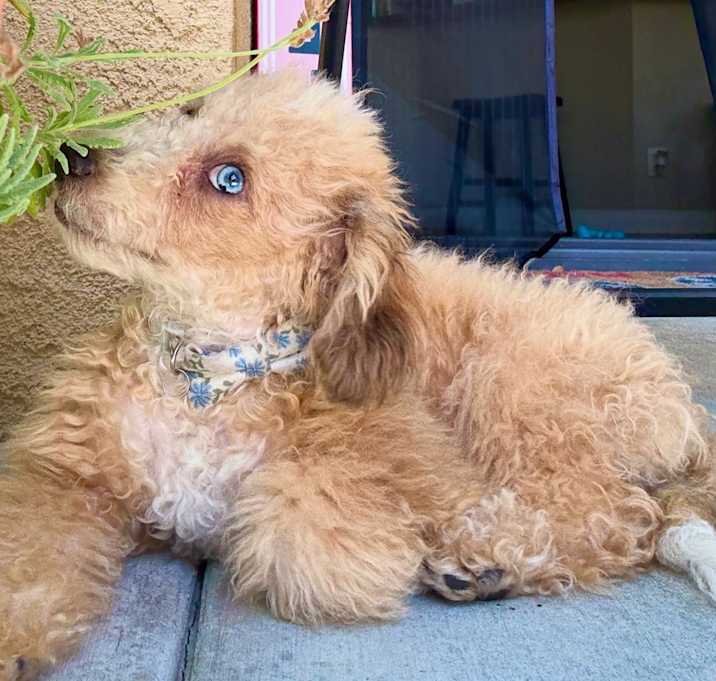 Photo of Bella
