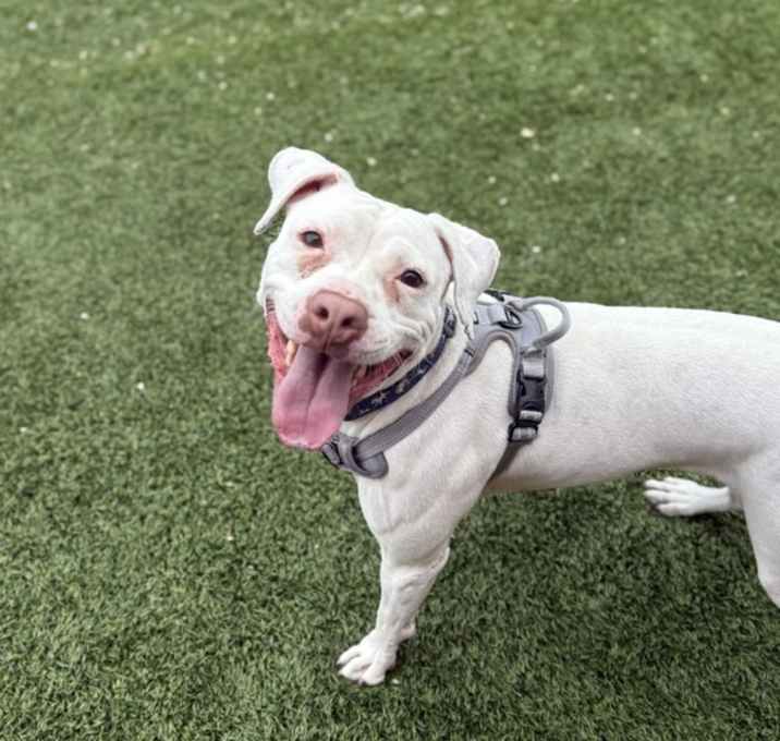 Photo of Petunia