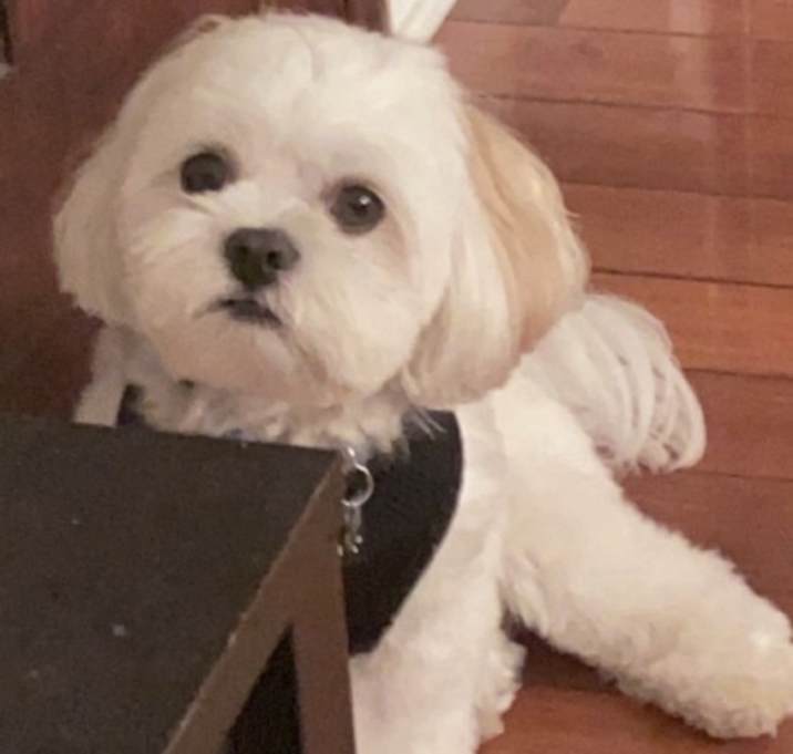 Photo of Charlie