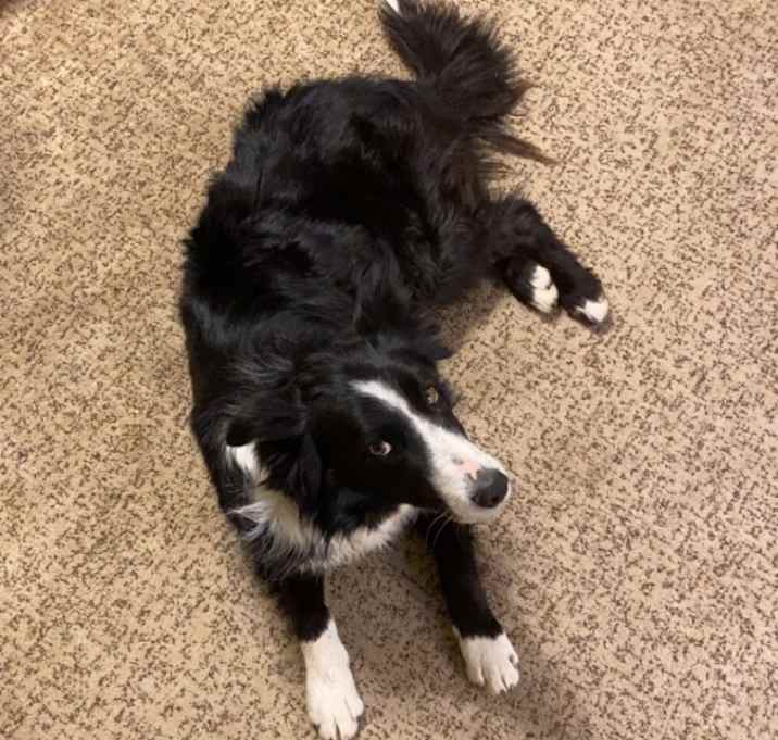 Photo of Lucky