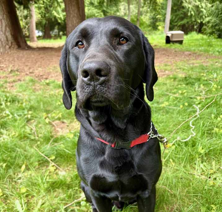 Photo of Shadow