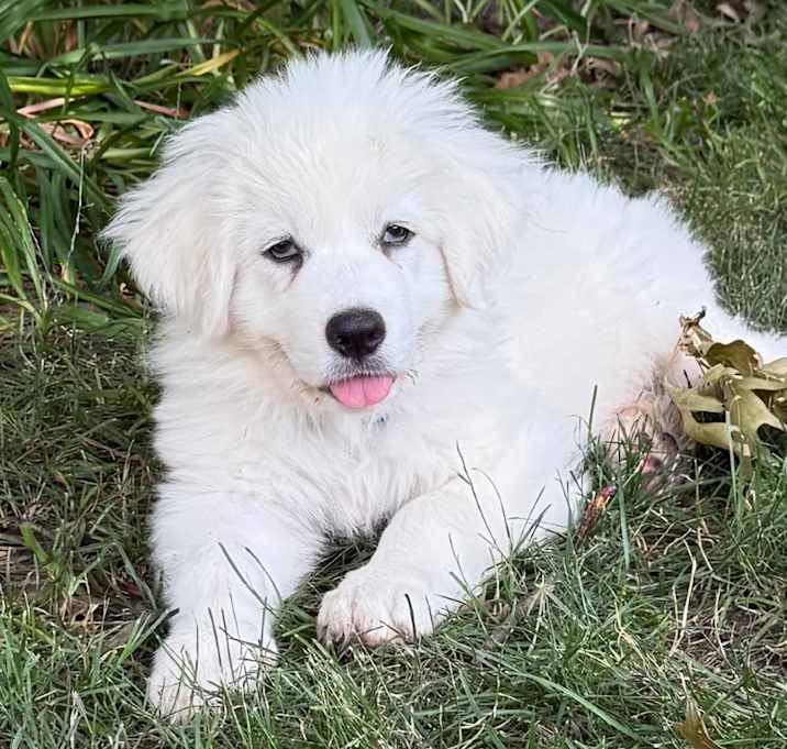 Photo of Bran