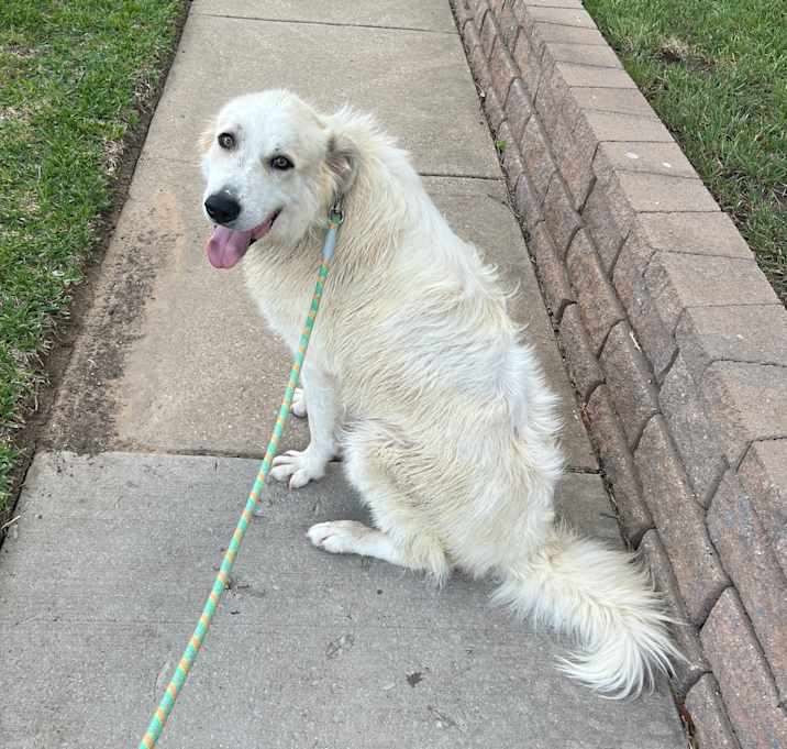 Photo of Bentley