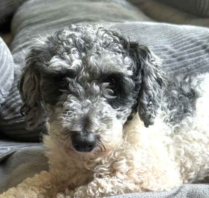Photo of Winston