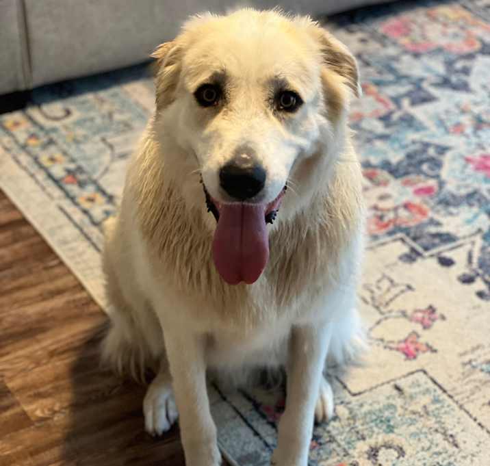 Photo of Bentley