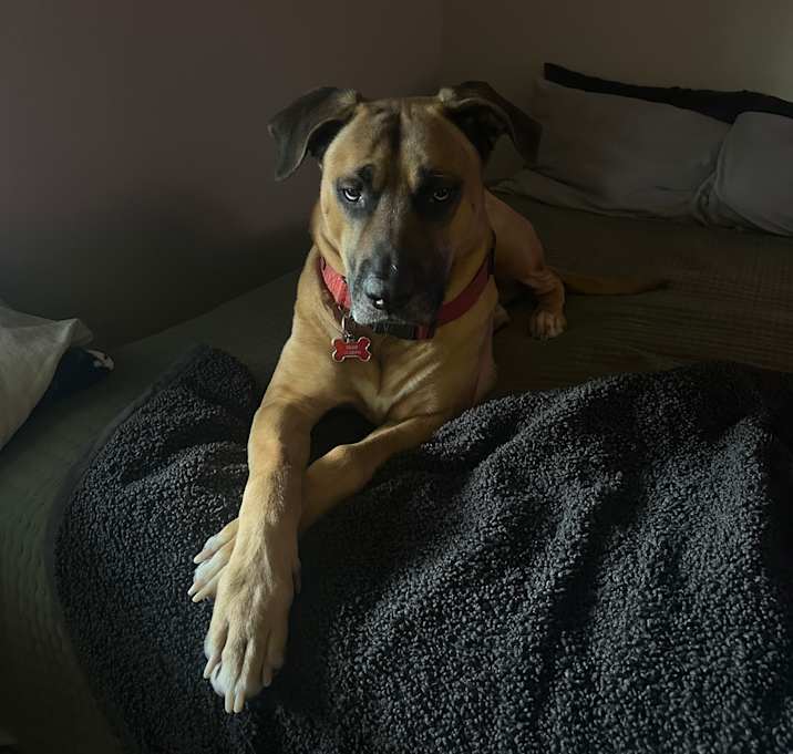 Photo of Bear