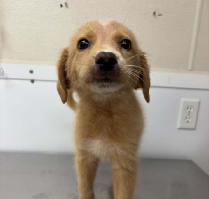 Photo of Apricot