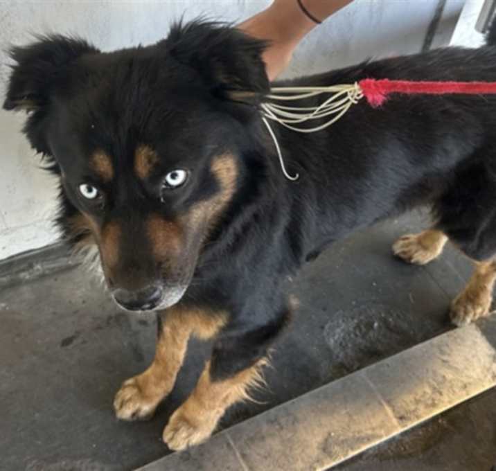 Photo of LOUIE