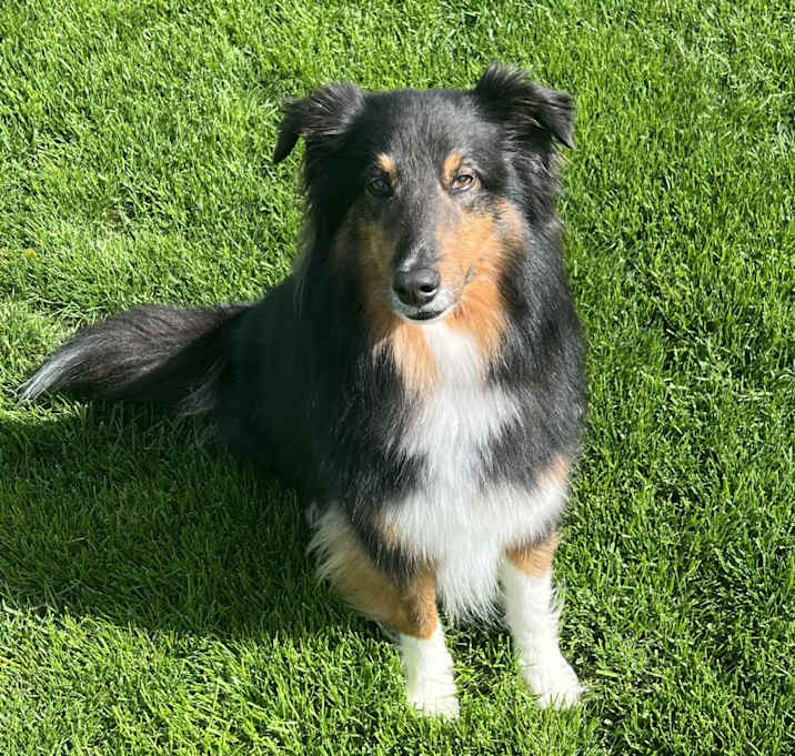 Photo of Bear