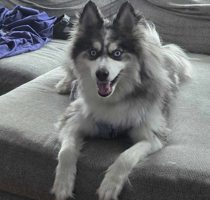Photo of Apollo