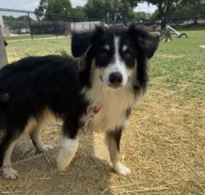 Photo of Cosmo