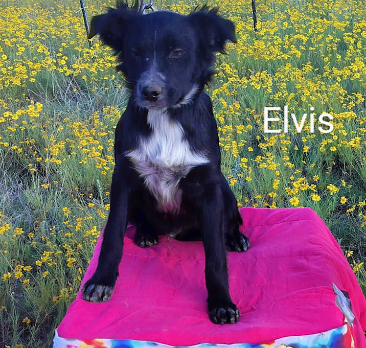 Photo of Elvis