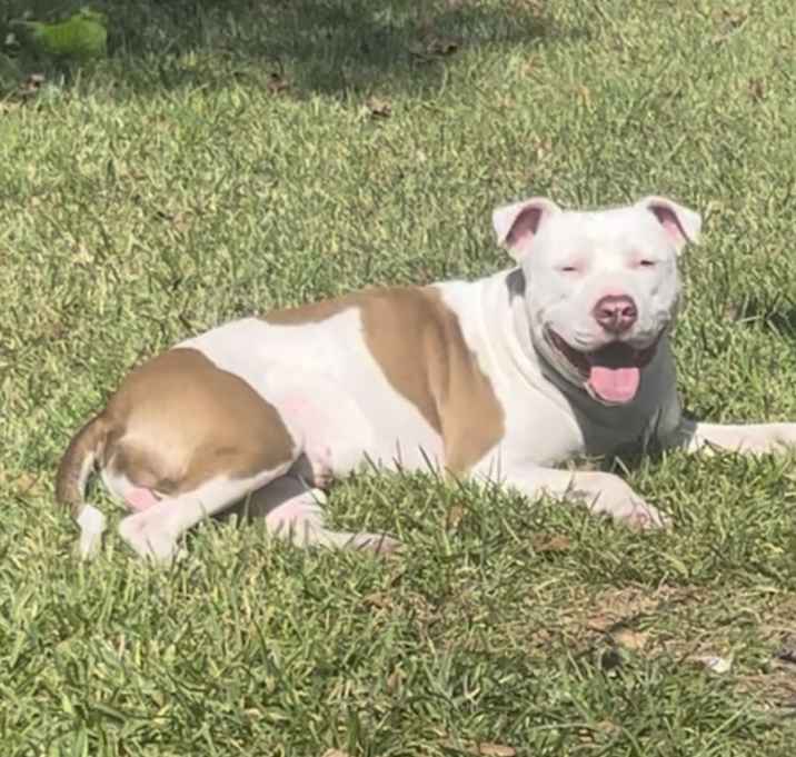Photo of Bleu