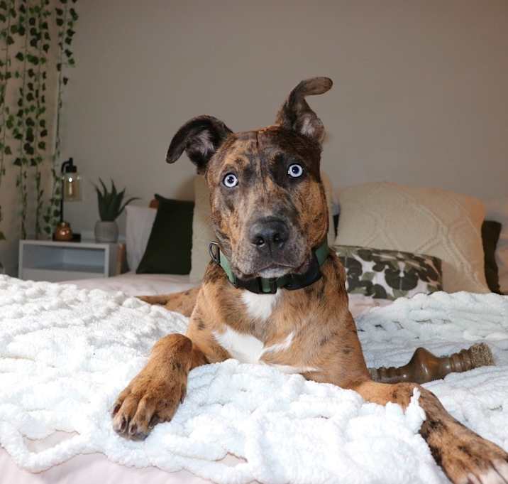 Photo of Scooby